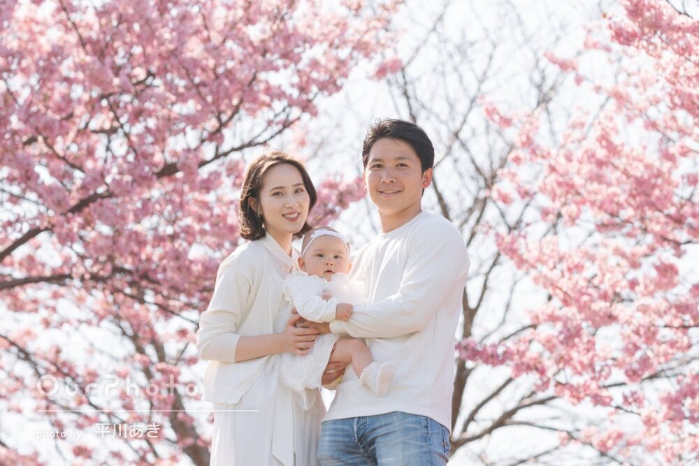 春爛漫。満開の桜に包まれた家族写真