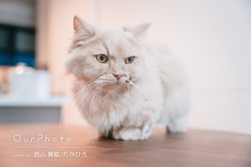 「素敵な写真と思い出が残せました」リラックスして可愛いペット写真撮影