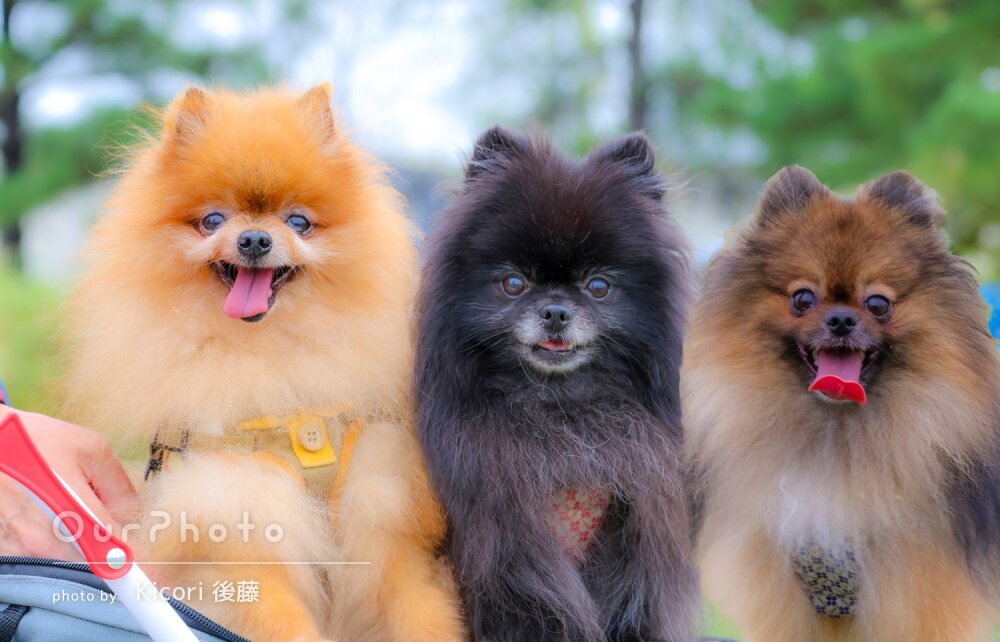 「素晴らしいテク」3匹ともカメラ目線！可愛さ溢れるペット写真の撮影