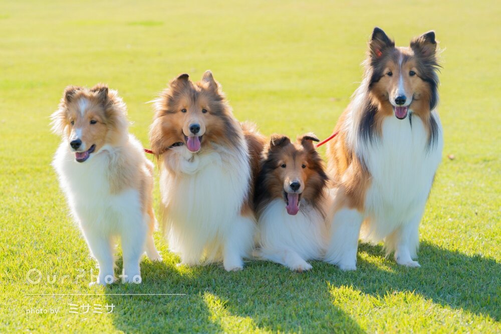 秋の明るい日差しの中で仲良し4匹ワンちゃんが可愛いペット写真の撮影