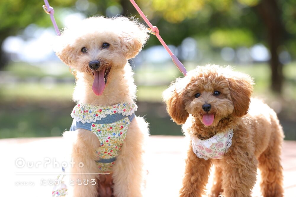 「キラキラした写真をたくさん」2匹のワンちゃんが可愛いペット写真撮影