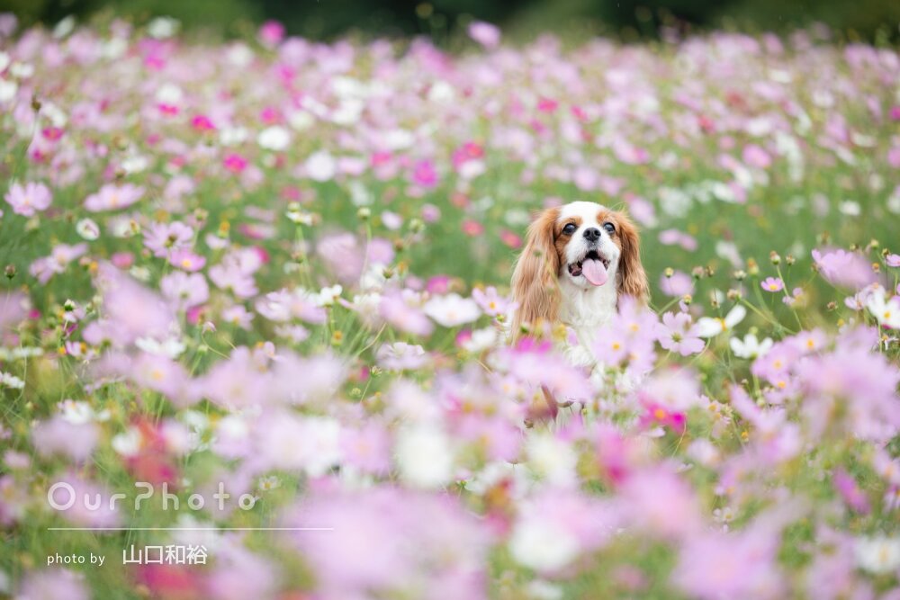 「ナチュラルな雰囲気でとても素敵」コスモス畑で絵になるペット写真撮影