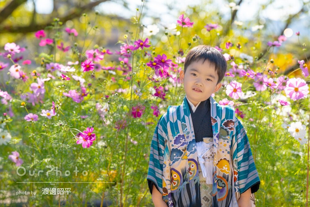 「記念になる良い写真」コスモスをバックに和装の男の子の七五三の撮影