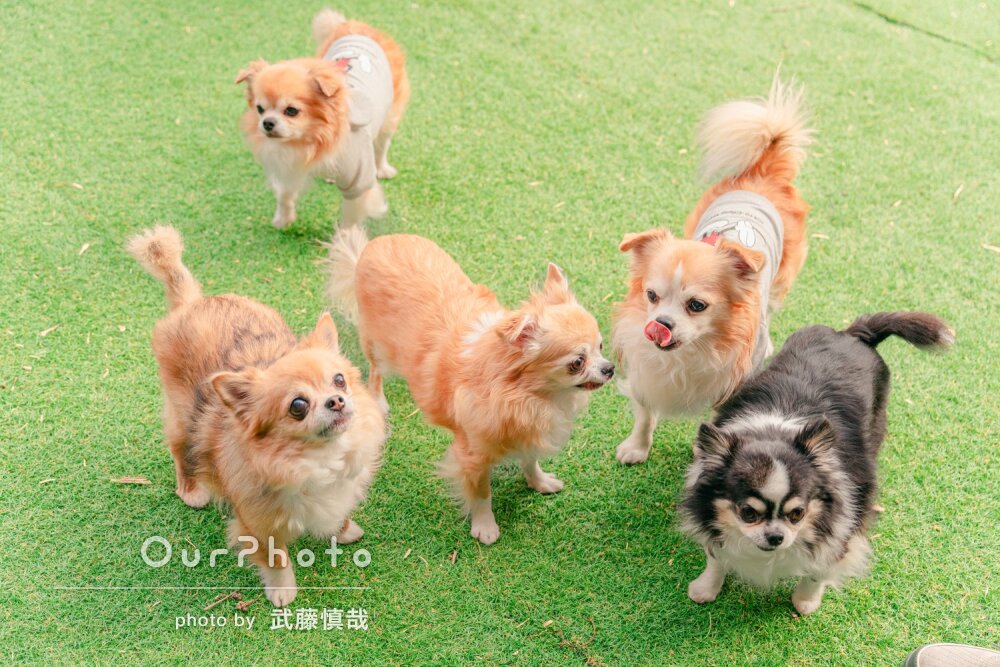 「可愛い写真」5匹のキュートなワンちゃん！ドッグランでペットの撮影