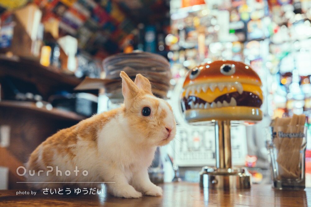 「とてもよい雰囲気」オシャレな店内で愛らしいうさぎのペット写真の撮影