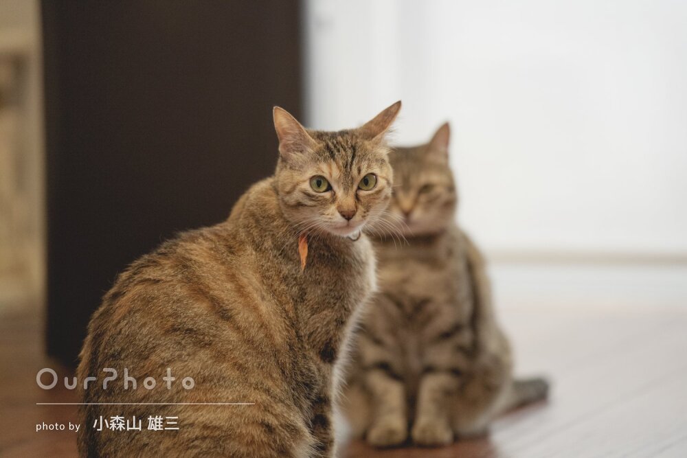 「愛猫たちの可愛い姿や自然体の姿などもたくさん」ご自宅でペットの撮影