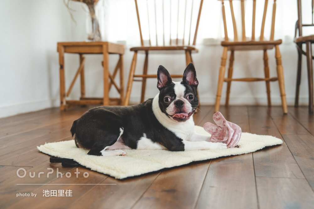 「あたたかさが伝わってくる」バースデー記念に可愛いペットフォトの撮影