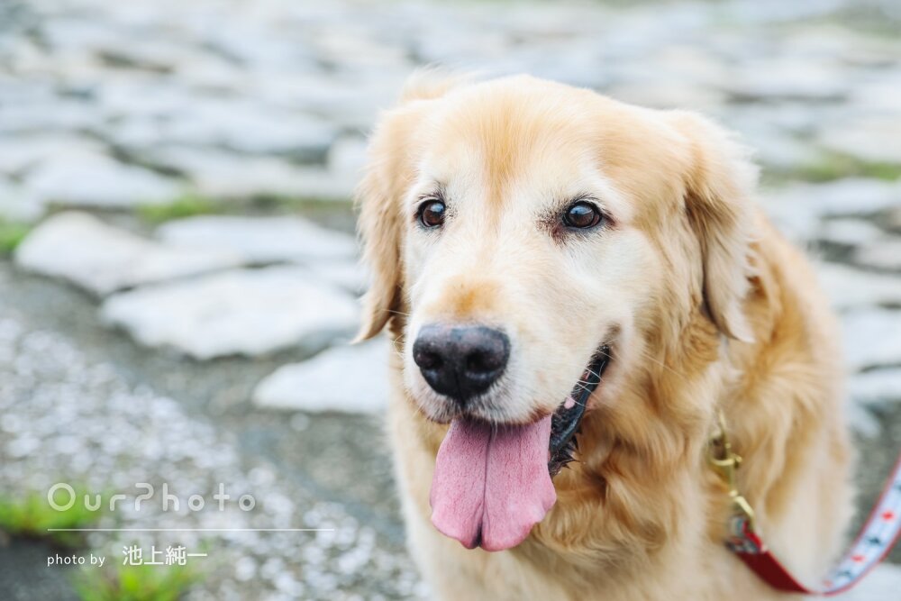 「想像以上の写真と枚数に驚き」愛犬のお誕生日記念にペットフォトの撮影