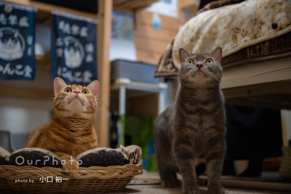 ご自宅でリラックスした猫ちゃん2匹の様子が可愛い！ペットフォトの撮影